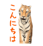 BIGな寅(トラ)の動物園！ほほえみフレンズ（個別スタンプ：22）