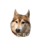 あんずスタンプPart3（個別スタンプ：1）