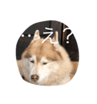 あんずスタンプPart3（個別スタンプ：3）