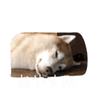 あんずスタンプPart3（個別スタンプ：4）