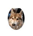 あんずスタンプPart3（個別スタンプ：5）