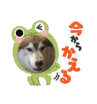あんずスタンプPart3（個別スタンプ：6）
