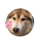 あんずスタンプPart3（個別スタンプ：30）