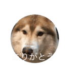 あんずスタンプPart3（個別スタンプ：32）