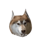 あんずスタンプPart3（個別スタンプ：36）