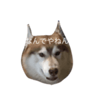 あんずスタンプPart3（個別スタンプ：38）