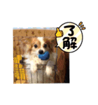 チャムと愉快な仲間たち（個別スタンプ：8）