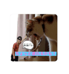 チャムと愉快な仲間たち（個別スタンプ：11）