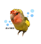 コザクラインコよもぎ♀3（個別スタンプ：1）