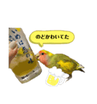 コザクラインコよもぎ♀3（個別スタンプ：2）