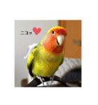 コザクラインコよもぎ♀3（個別スタンプ：3）
