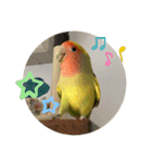 コザクラインコよもぎ♀3（個別スタンプ：4）