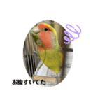 コザクラインコよもぎ♀3（個別スタンプ：5）