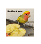 コザクラインコよもぎ♀3（個別スタンプ：6）