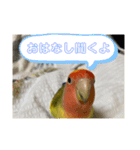 コザクラインコよもぎ♀3（個別スタンプ：8）