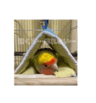 コザクラインコよもぎ♀3（個別スタンプ：9）