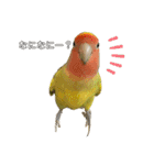コザクラインコよもぎ♀3（個別スタンプ：10）
