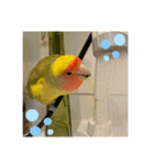 コザクラインコよもぎ♀3（個別スタンプ：11）