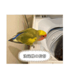 コザクラインコよもぎ♀3（個別スタンプ：12）