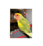 コザクラインコよもぎ♀3（個別スタンプ：13）