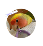 コザクラインコよもぎ♀3（個別スタンプ：14）