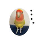 コザクラインコよもぎ♀3（個別スタンプ：15）