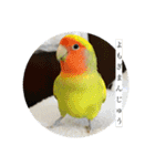 コザクラインコよもぎ♀3（個別スタンプ：16）