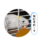 らぶりぃ クゥちゃん8（個別スタンプ：4）