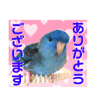 Angel D（個別スタンプ：7）