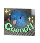 Angel D（個別スタンプ：10）