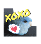 Angel D（個別スタンプ：17）