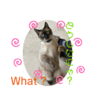 猫愛スタンプ⑥（個別スタンプ：3）
