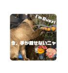 猫愛スタンプ⑥（個別スタンプ：4）