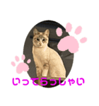 猫愛スタンプ⑥（個別スタンプ：5）