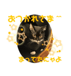 猫愛スタンプ⑥（個別スタンプ：6）