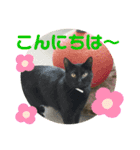 猫愛スタンプ⑥（個別スタンプ：7）