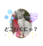 猫愛スタンプ⑥（個別スタンプ：8）