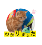 ねこまーち プリンスレッド（個別スタンプ：7）