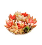 多肉植物スタンプ③（個別スタンプ：2）