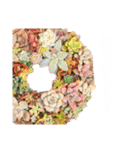 多肉植物スタンプ③（個別スタンプ：3）