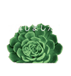多肉植物スタンプ③（個別スタンプ：7）