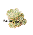 多肉植物スタンプ③（個別スタンプ：9）