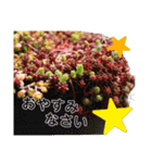 多肉植物スタンプ③（個別スタンプ：12）