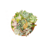 多肉植物スタンプ③（個別スタンプ：15）