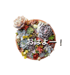 多肉植物スタンプ③（個別スタンプ：16）