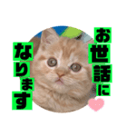 ねこまーち もちもちクリーム（個別スタンプ：1）