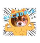 チョコちゃんスタンプ♡*(業務連絡編)（個別スタンプ：14）