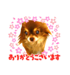 チョコちゃんスタンプ♡*(業務連絡編)（個別スタンプ：26）