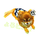 チョコちゃんスタンプ♡*(業務連絡編)（個別スタンプ：33）