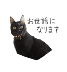 くつろぎ猫カフェnorara "ビジネス会話”（個別スタンプ：2）